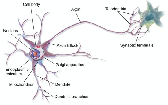 Mengenal Artificial Neural Network | Belajar Dasar AI | Dicoding Indonesia